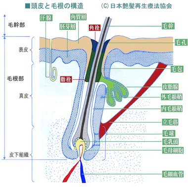 毛穴の汚れ