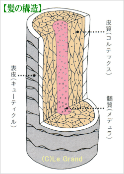 髪の構造の展開図