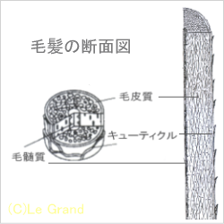 髪の構造の断面図