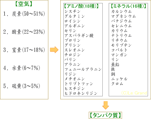 タンパク質の栄養素