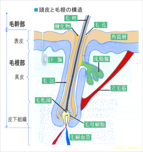 頭皮と毛根の構造の展開図